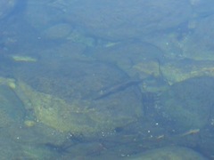 Salmo marmoratus