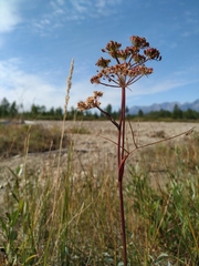 Ostericum tenuifolium