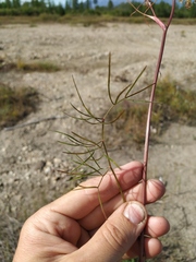 Ostericum tenuifolium