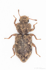 Coxelus pictus