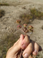 Ostericum tenuifolium