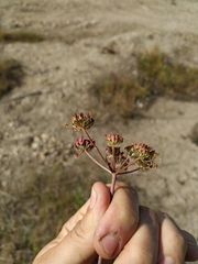 Ostericum tenuifolium