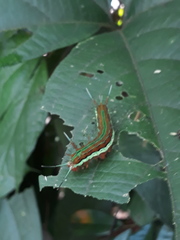 Lepidoptera