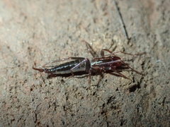 Hubbardia pentapeltis