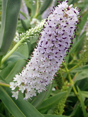 Veronica dieffenbachii