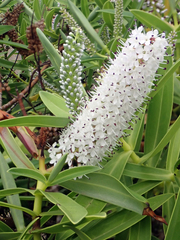 Veronica dieffenbachii