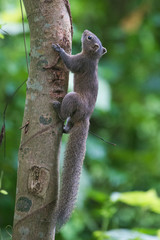 Callosciurus pygerythrus