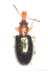 Salpingus ruficollis