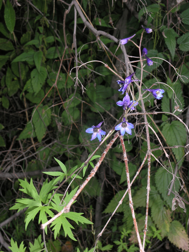 Delphinium elatum