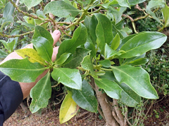 Myoporum semotum