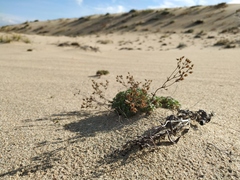 Chamaerhodos grandiflora