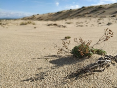 Chamaerhodos grandiflora