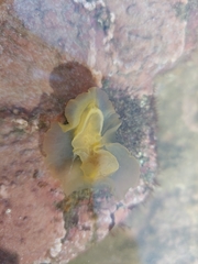 Dendrodoris fumata