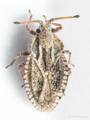 Lasiacantha capucina