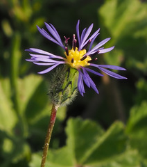 Volutaria crupinoides