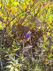 Gentiana triflora
