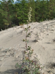 Artemisia ledebouriana