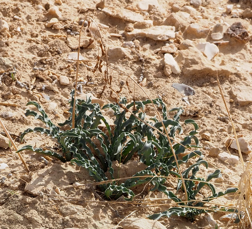 Photo of Drimia palaestina M.B.Crespo, Mart.-Azorín & M.Á.Alonso (Drimia palaestina M.B.Crespo, Mart.-Azorín & M.Á.Alonso)