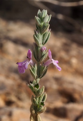 Stachys aegyptiaca