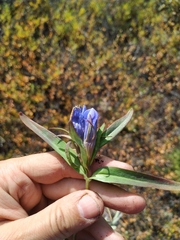 Gentiana triflora