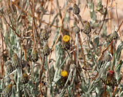 Phagnalon barbeyanum