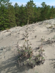 Artemisia ledebouriana