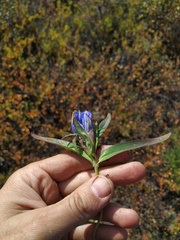 Gentiana triflora