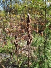 Castilleja rubra