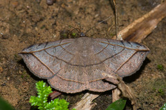 Entomogramma fautrix