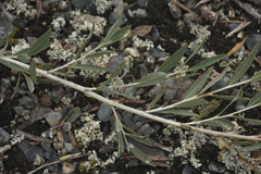 Salix ledebouriana