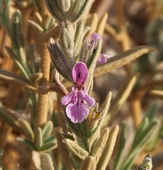 Stachys aegyptiaca