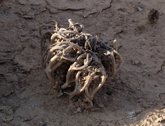 Anastatica hierochuntica