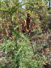 Castilleja rubra