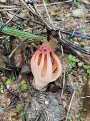 Colus hirudinosus