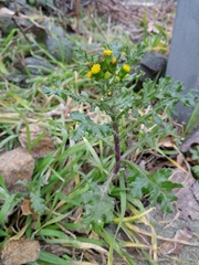 Senecio vulgaris