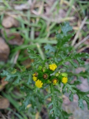 Senecio vulgaris