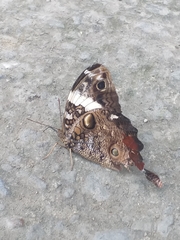 Opsiphanes quiteria badius