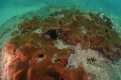Lobophytum hsiehi