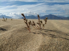 Corispermum altaicum