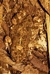 Poyntonophrynus fenoulheti