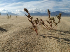 Corispermum altaicum