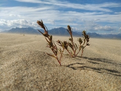 Corispermum altaicum