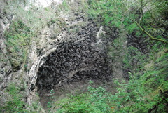 Nyctinomops laticaudatus