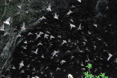 Nyctinomops laticaudatus