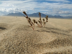 Corispermum altaicum