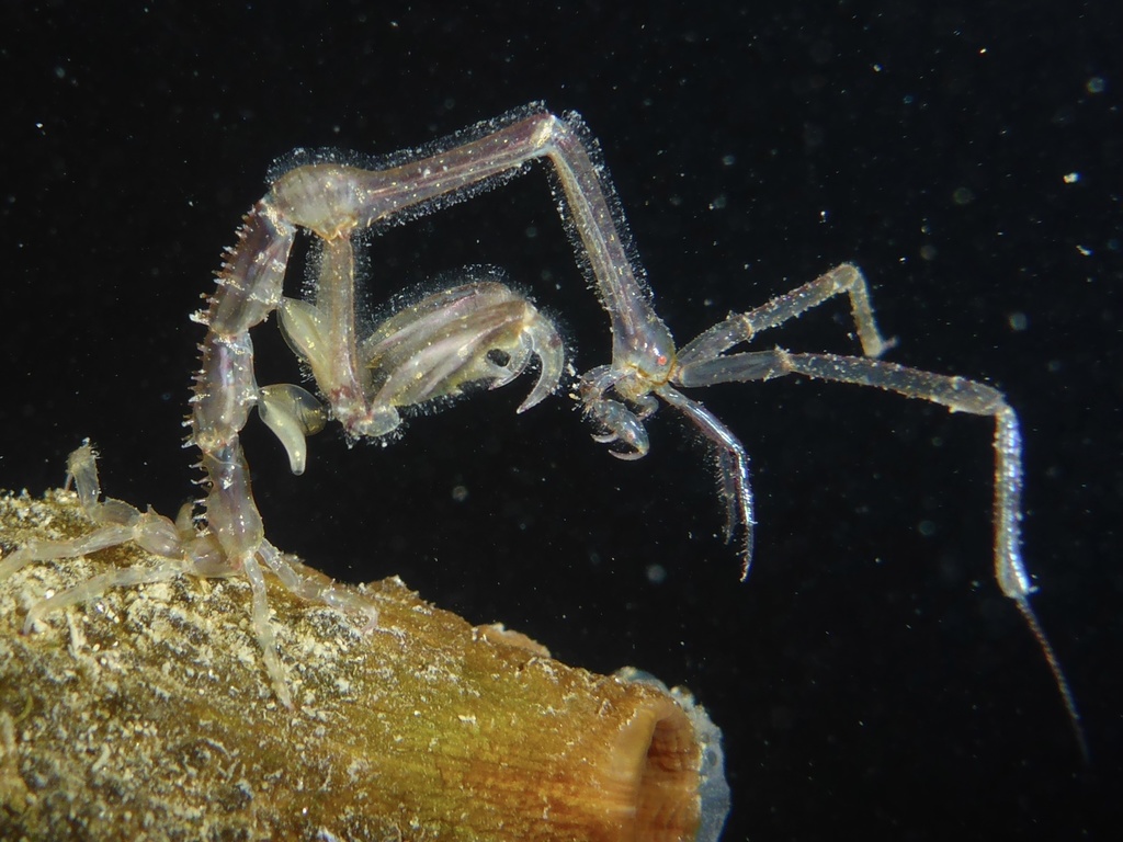 Japanese skeleton shrimp