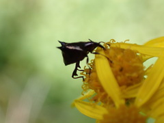 Scolopterus penicillatus