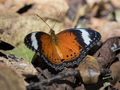 Cethosia penthesilea