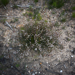 Baeckea brevifolia