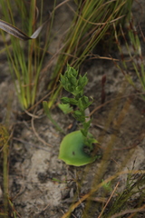Habenaria lithophila